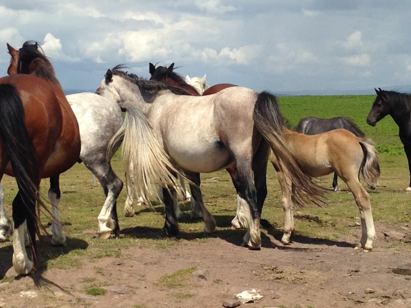 Wild Welsh Horses on the Gower